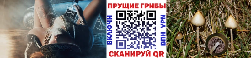 продажа наркотиков  Владимир  Псилоцибиновые грибы прущие грибы 